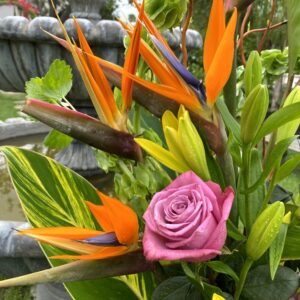 Summer Phoenix - Tanglewood Flowers & Garden